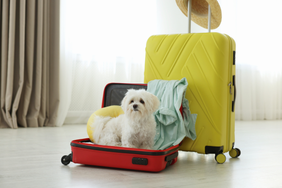 Hundehotel