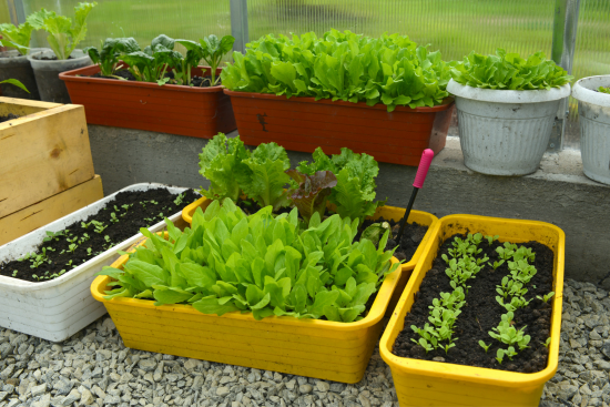 Wann Salat pflanzen?